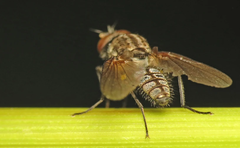 the fly has long legs and long wings