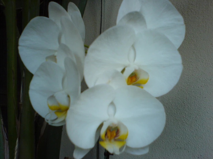 three white flowers with yellow tips against a gray background