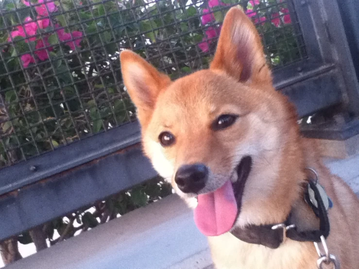 a dog on a leash waiting to be looked at