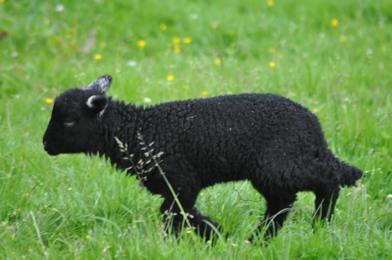 a black sheep in a grassy field with yellow flowers