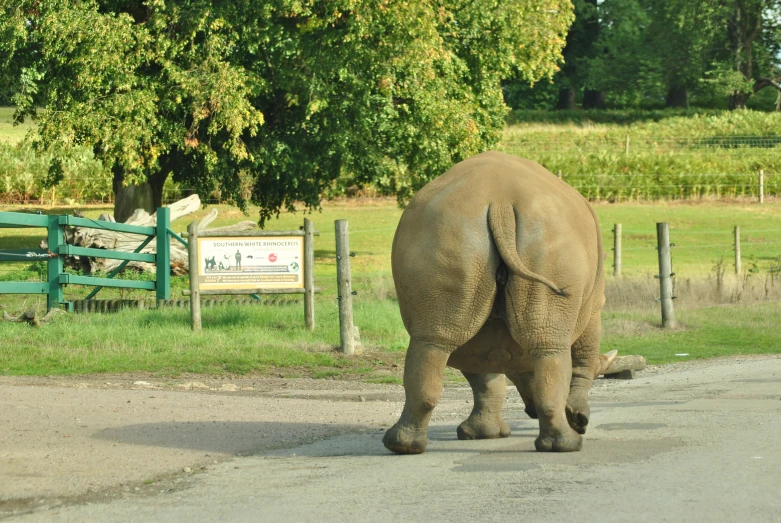 an elephant walking down the street in front of a fence