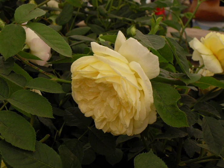 two yellow flowers bloom in an open area