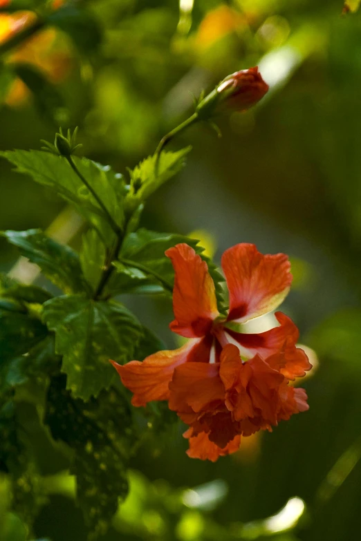 an orange flower sitting on top of green leaf covered tree nches