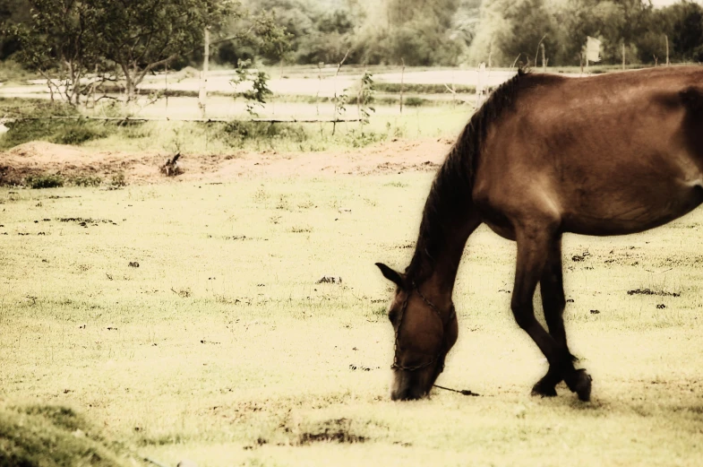 a brown horse grazing in the open grass