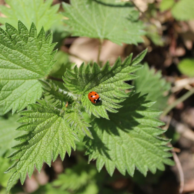 the lady bug is resting on the green leaves