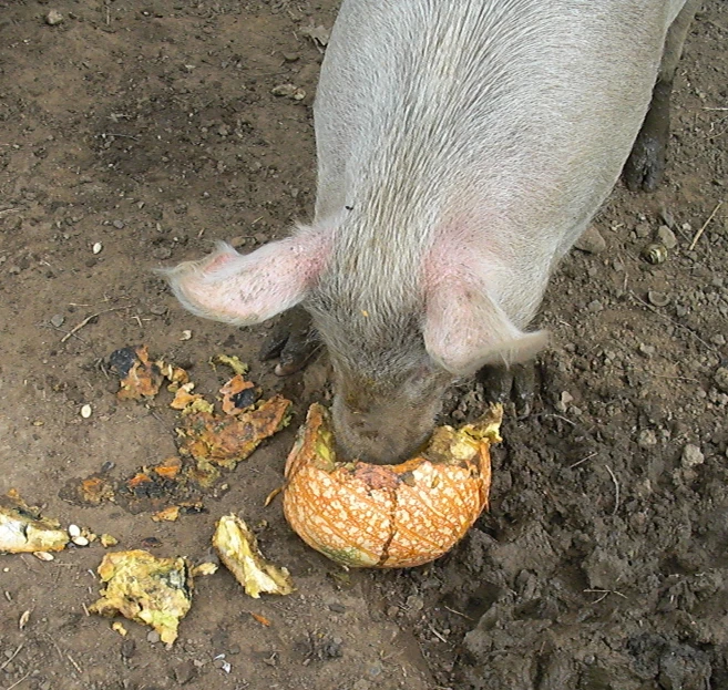 the pig is digging through the dirt with the fruit
