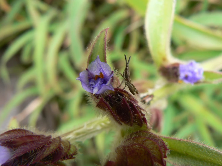 there is an insect sitting on a blue flower