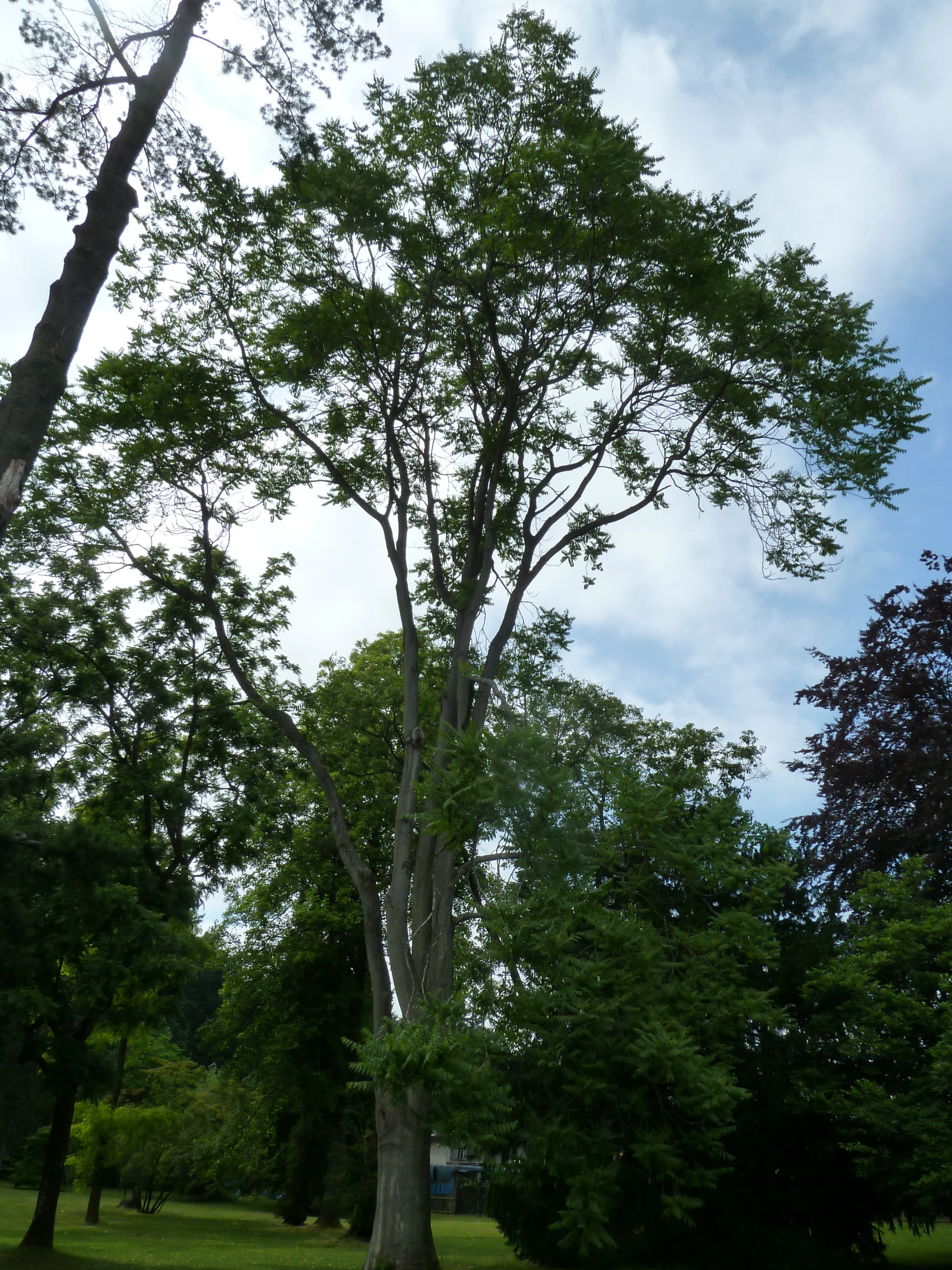 a large tall tree standing next to a lush green park