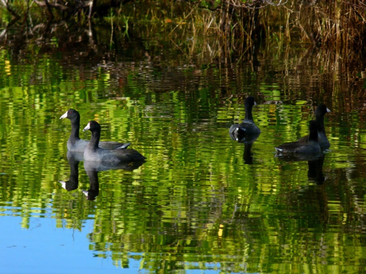 two ducks swim through the water next to trees