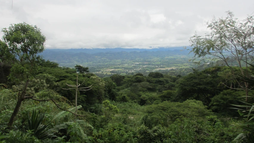 a large forest that is surrounded by mountains