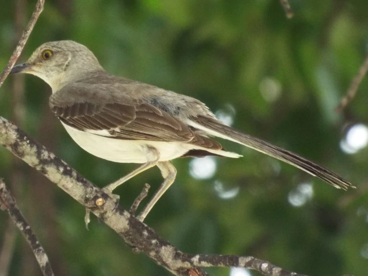 a bird sits on top of a tree nch