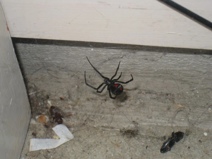 a spider on the ground with two pairs of shoes