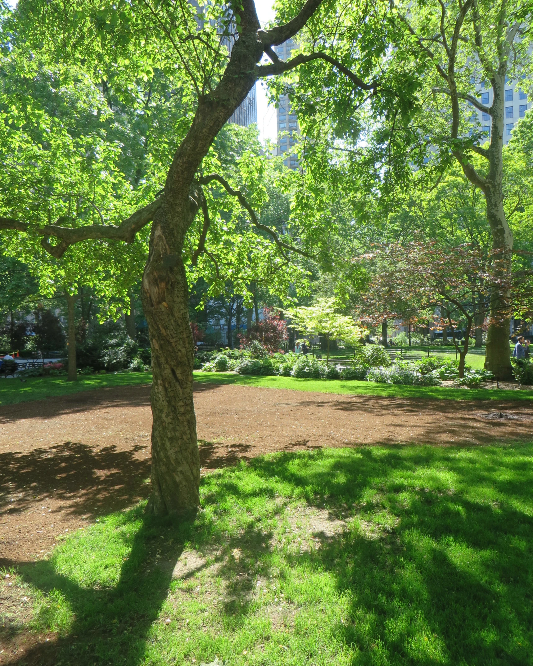 a very big pretty tree in a park