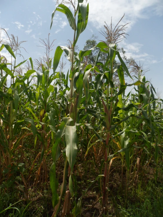 the field is full of lots of ripened corn