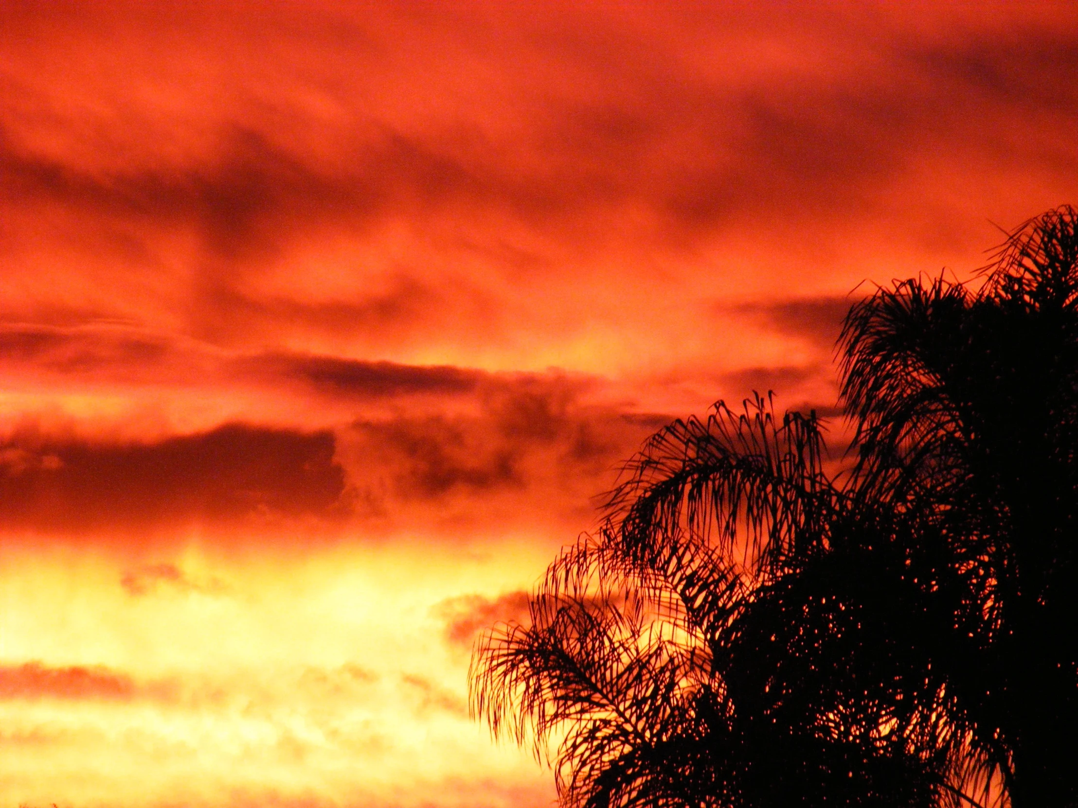 an orange colored sky is shown with trees