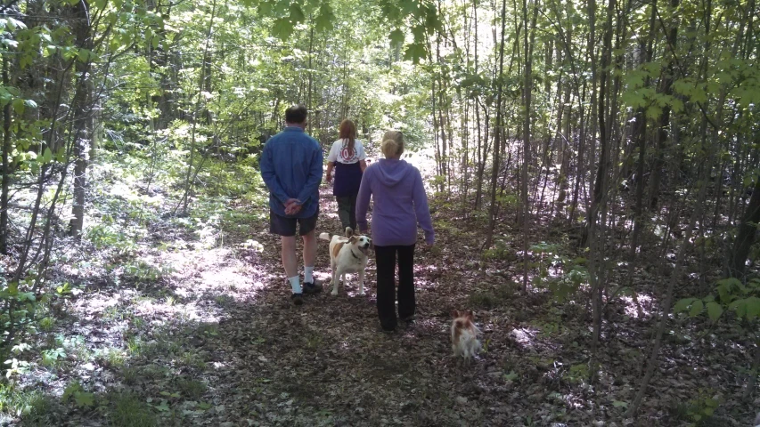 three people walk in the woods with two of them carrying two small dogs