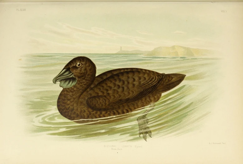 an illustration of a duck on top of a body of water