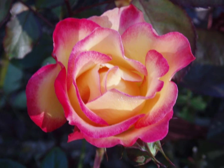 a large pink rose flower in blooming outdoors