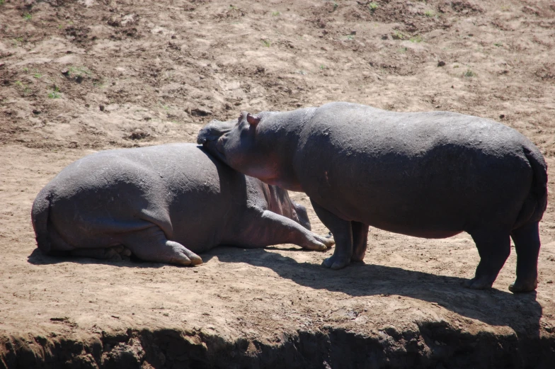 two hippos that are sitting in the dirt