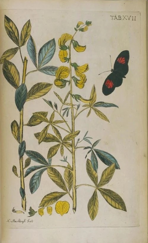 an illustration of a flower with two erflies perched on it