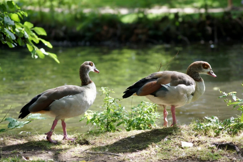 two ducks standing near the edge of a body of water