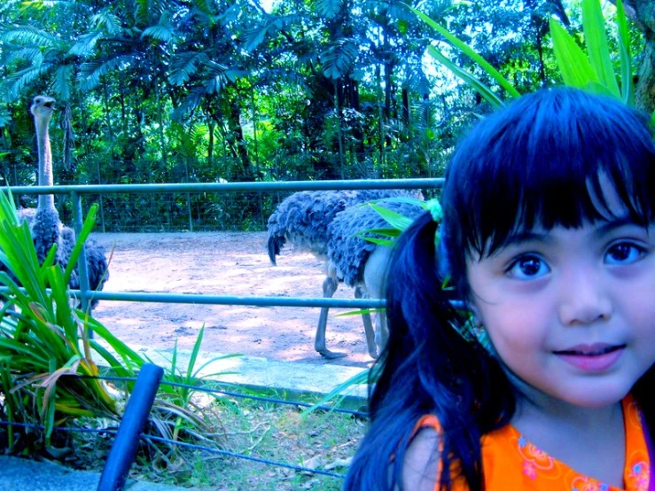 little girl looking at ostriches in an exhibit