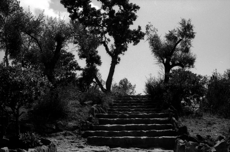 stairs lead up to the top of some trees