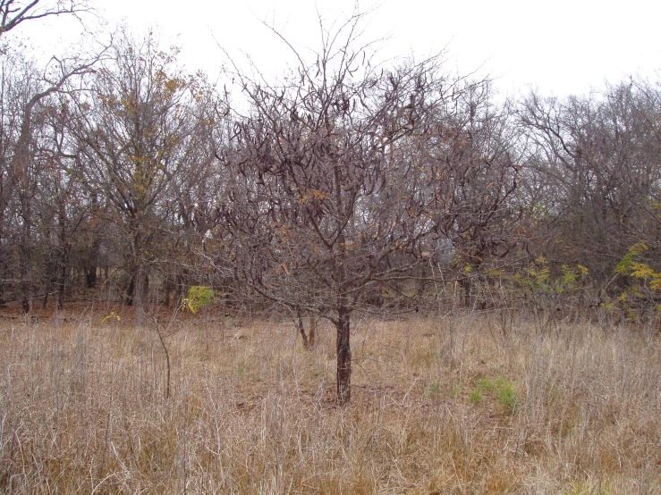 a brown grass field with trees and bushes