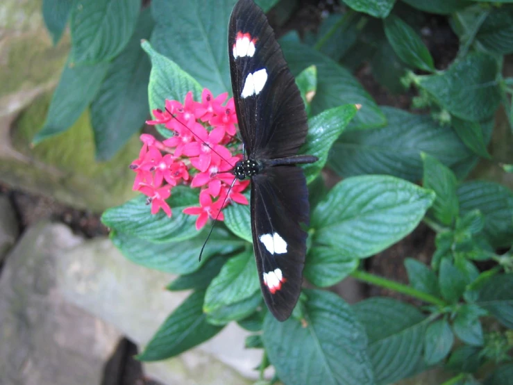 a black erfly sits on top of a red flower