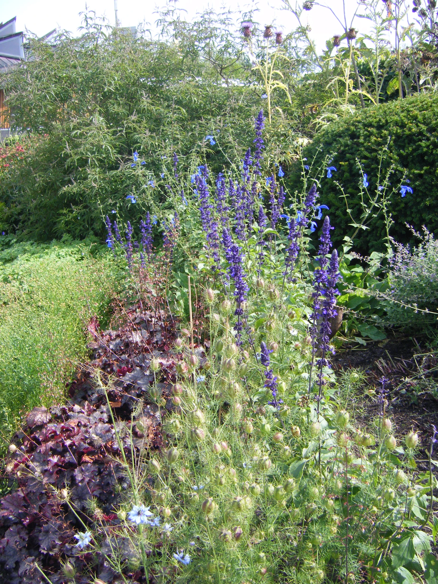 a bushy green field full of purple flowers