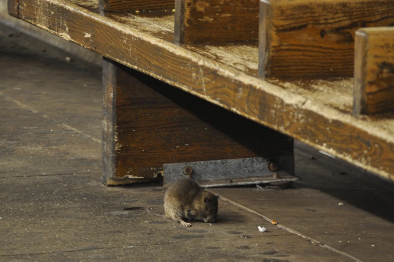 a mouse is hiding under an old wooden bench