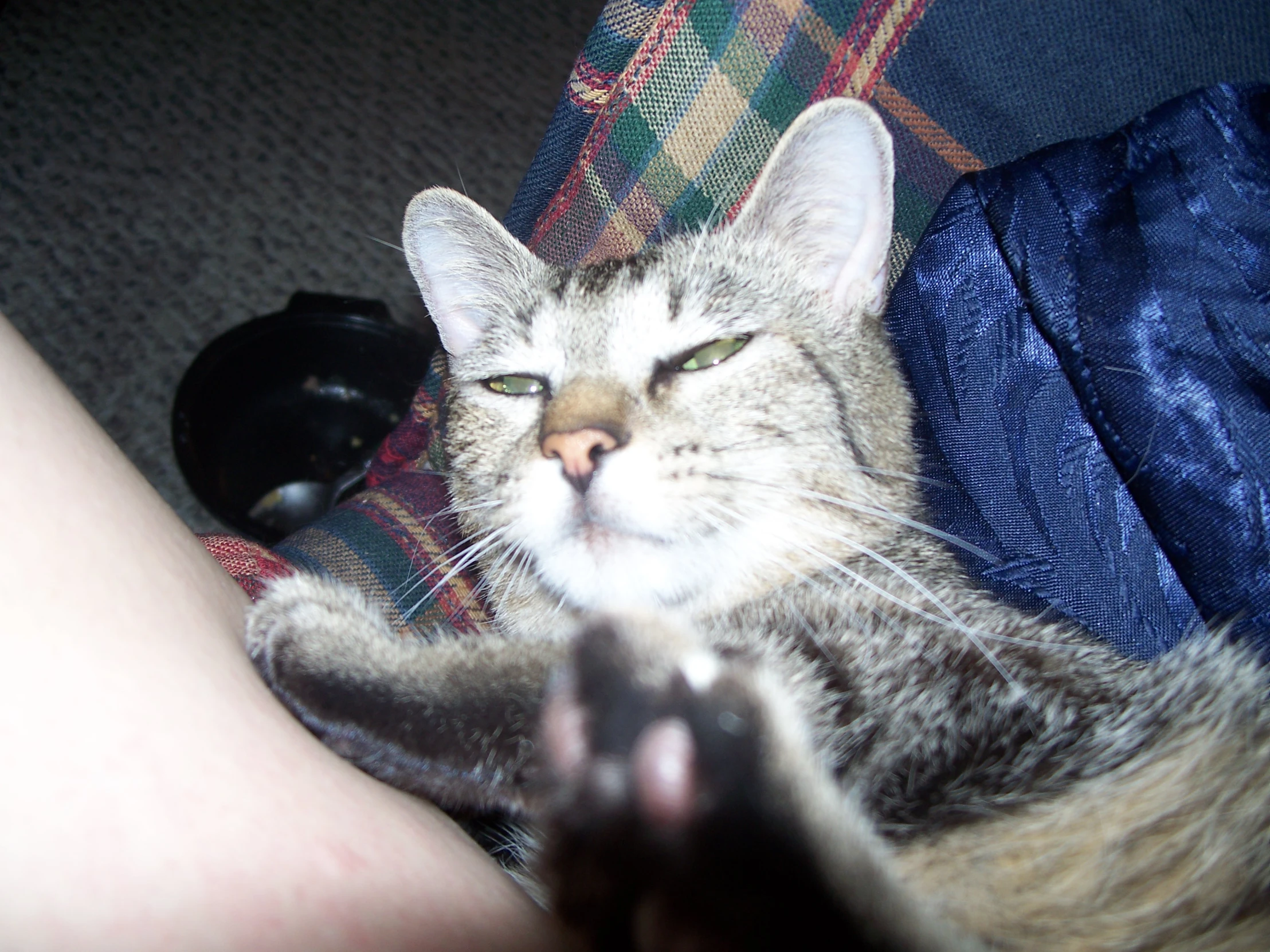 a cat sleeping on a person's lap