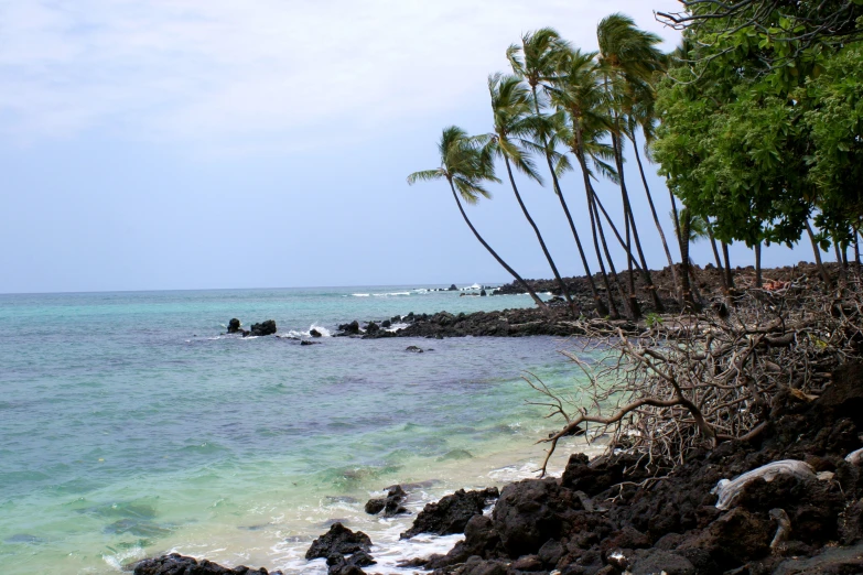 a beach near the ocean with green trees