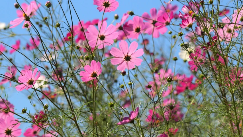 several pink and white flowers and trees in the background