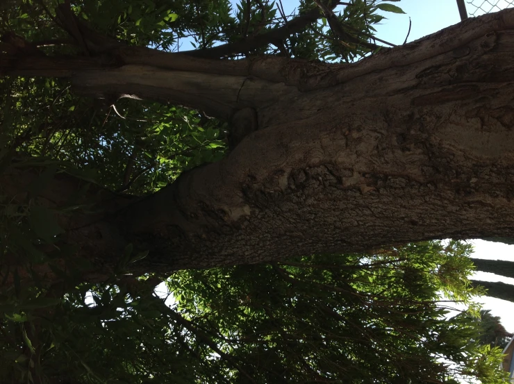 an interesting tree with lots of leaves on it