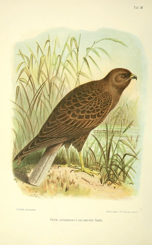 a brown bird standing on top of some grass