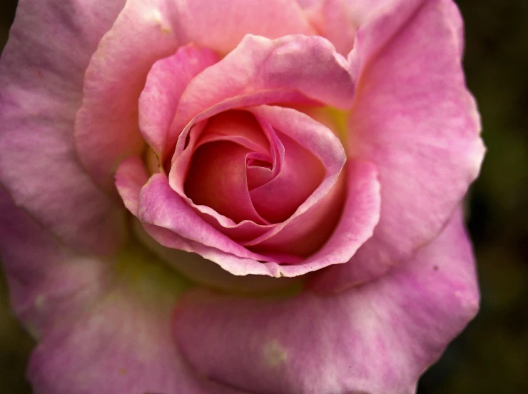 the middle petals of a pink rose are showing