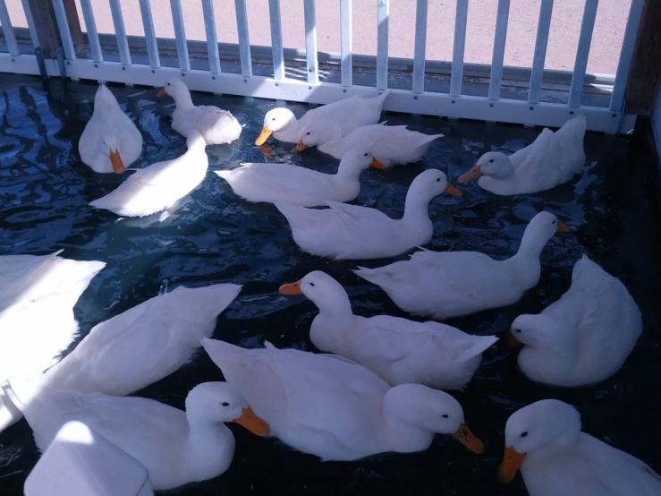 large flock of white ducks in a pen