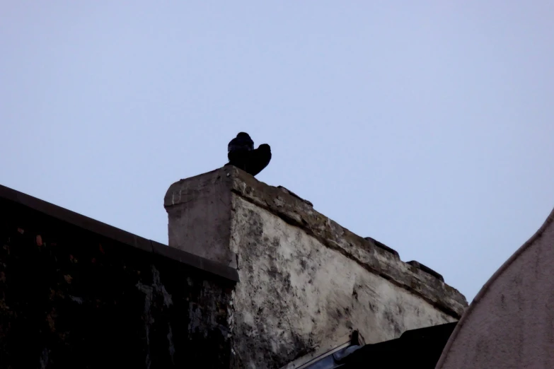 birds are sitting on top of a large building