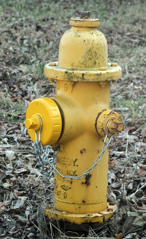 yellow fire hydrant in leaves near a grassy area