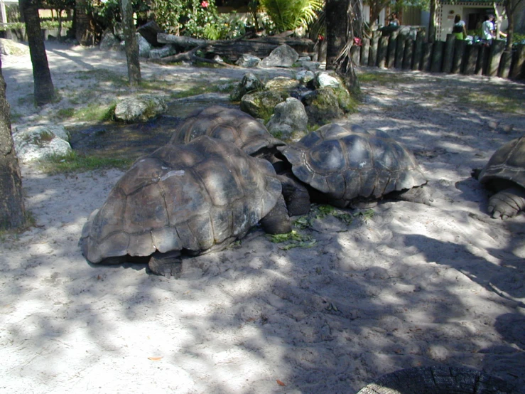 a group of turtle laying on top of a dirt field