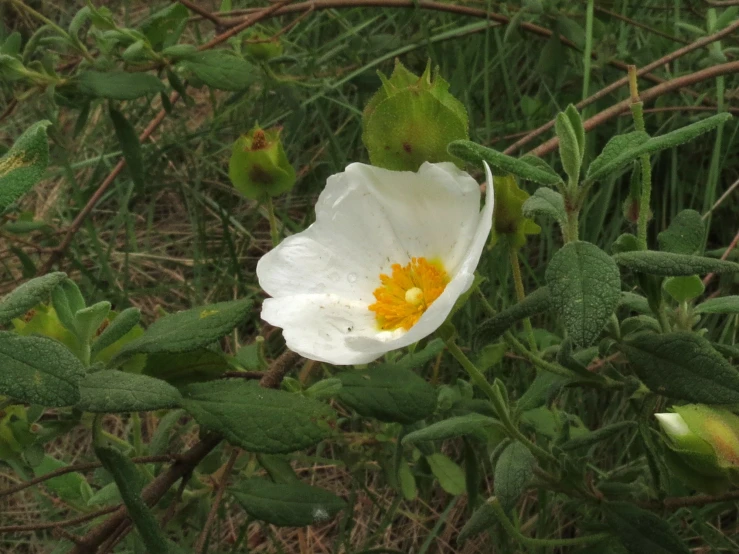 a single white flower sits on the ground