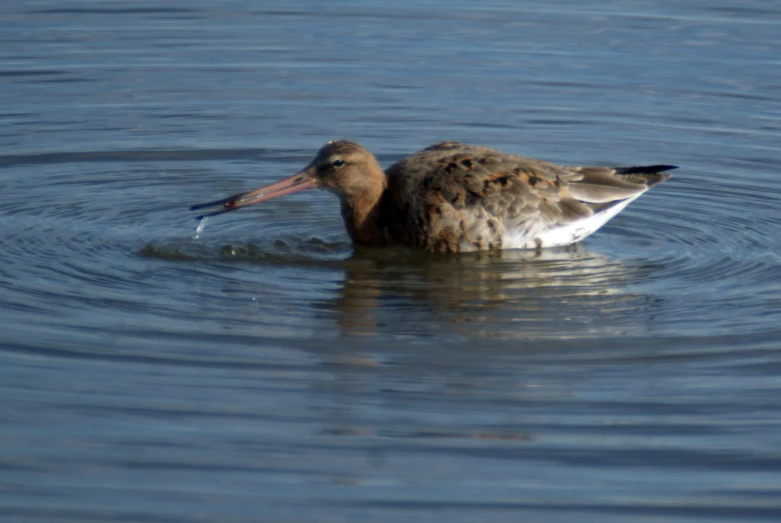 a water bird is swimming in some water