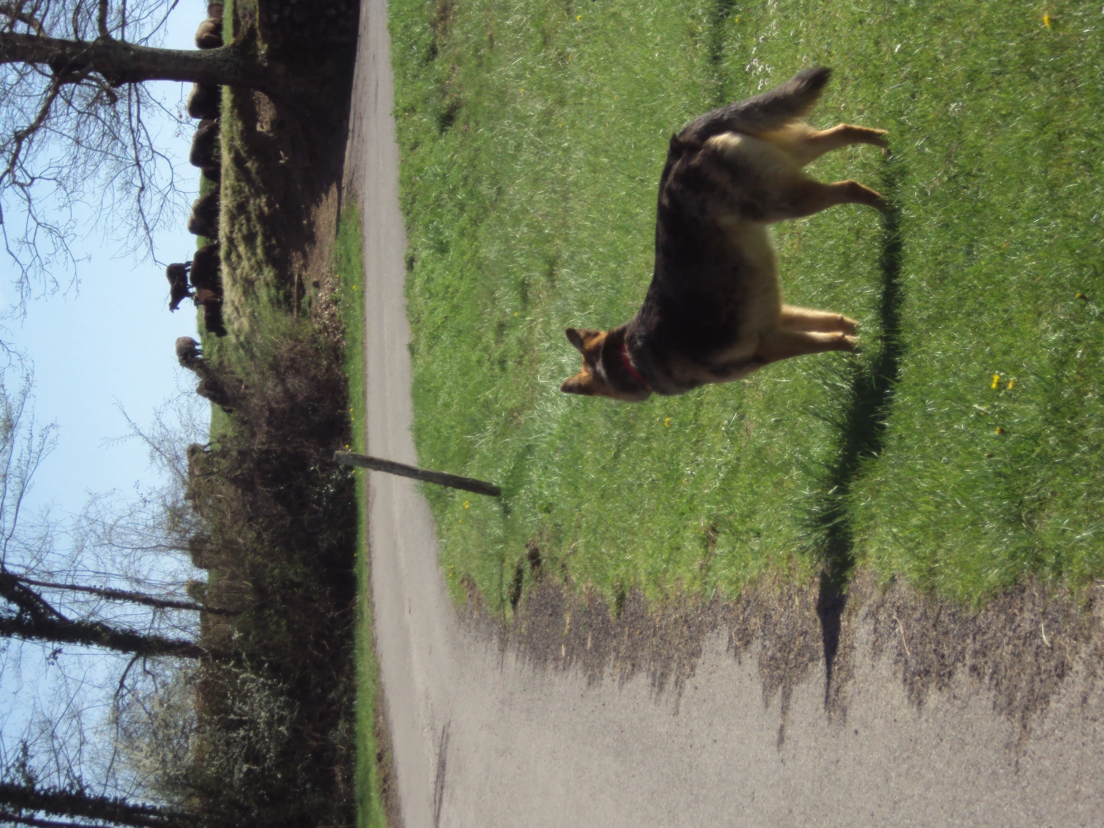 a dog on the side of a path looking up at soing