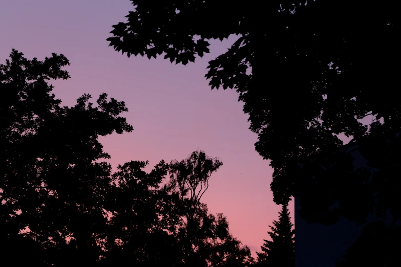 the dark trees are silhouetted by the pink sky