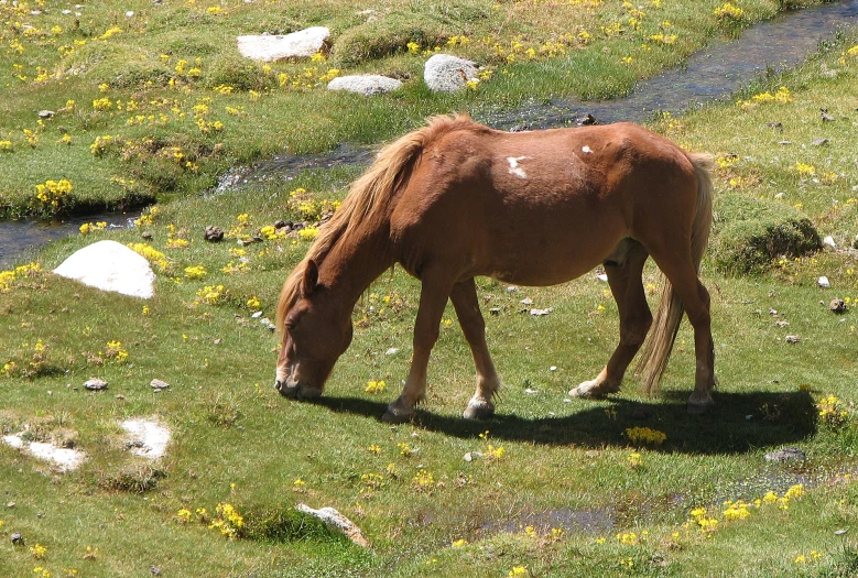 the horse is standing by itself eating some grass