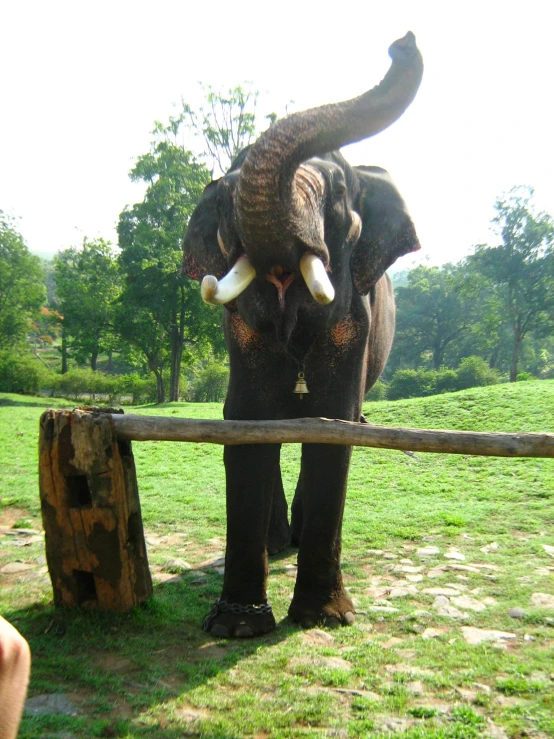 an elephant stands in its pen at the zoo