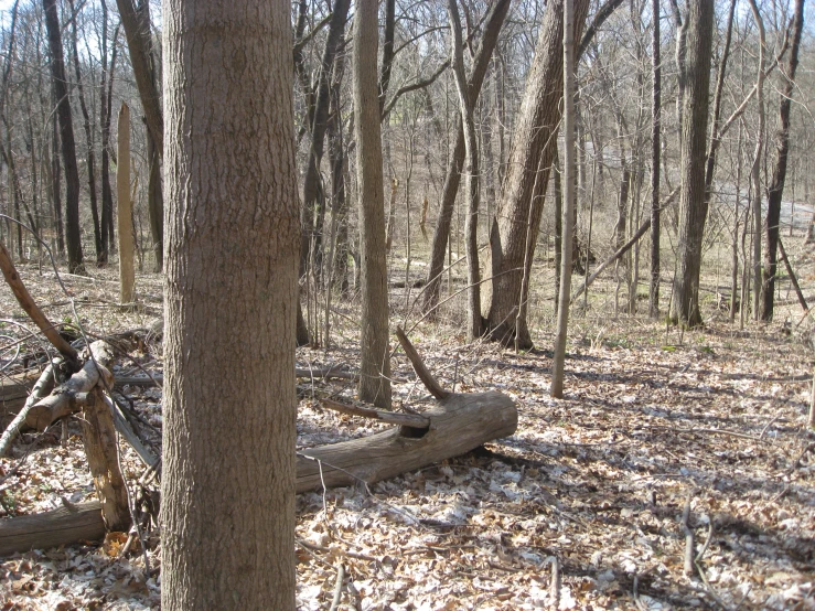 a few logs laying in a snow - covered wooded area