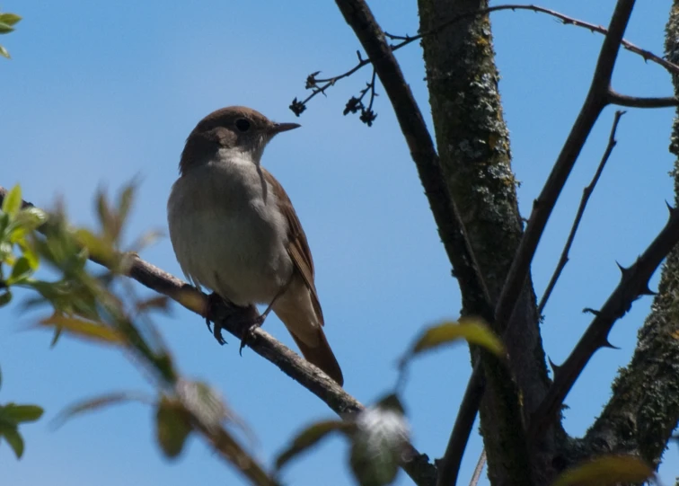 a bird perched on top of a leaf covered tree