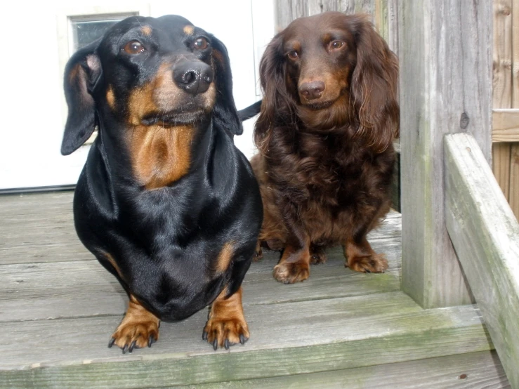 two brown and black dogs sitting on steps with a window behind them